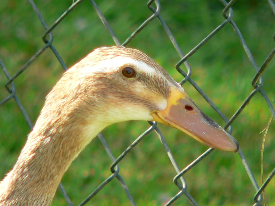 Animal plumage water bird photo