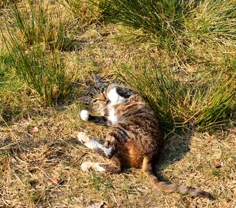 Graceful animal fur photo