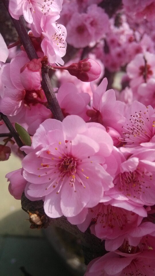 Flower spring pink