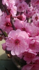 Flower spring pink
