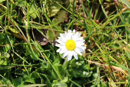 Nature plant spring photo