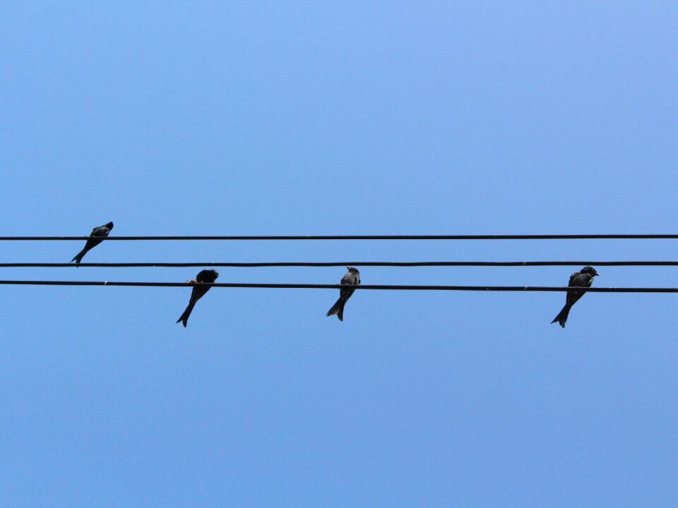 Bird wiring hardness sky photo
