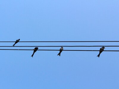 Bird wiring hardness sky