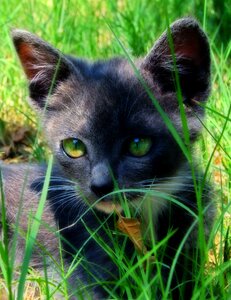 Pet feline kitty