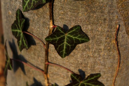 Plant green bark