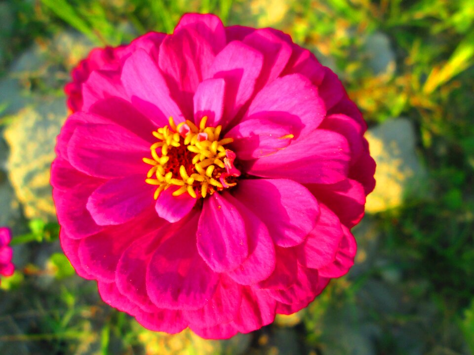Plant flower flowers