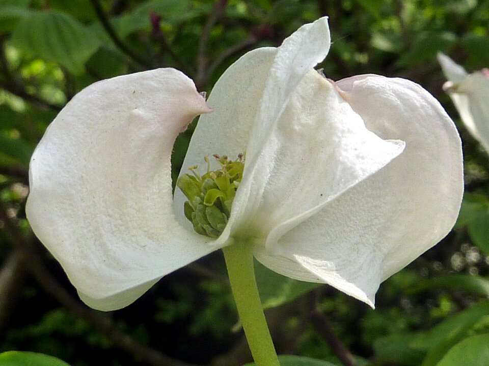 White spring cornus