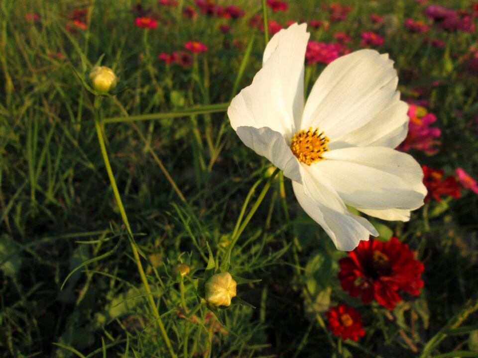 Plant flower flowers