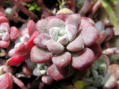 Grey green succulent
