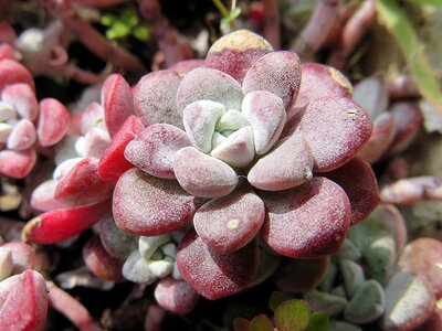 Grey green succulent photo