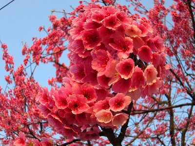 Yoshino yīng fish eye effect spring