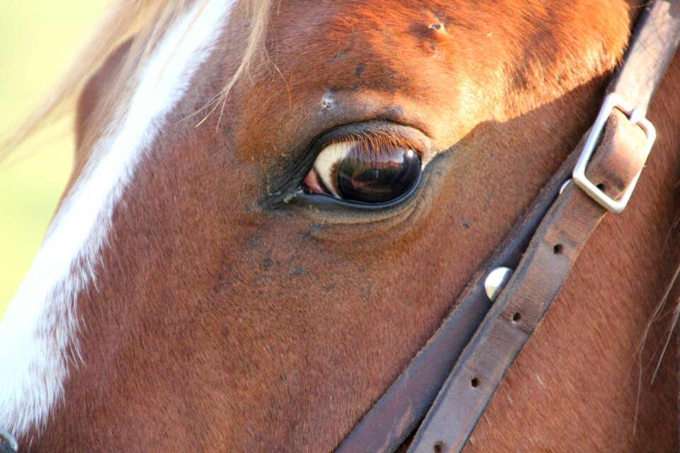 Pets horse head horse portrait