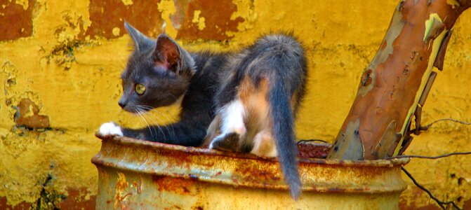 Domestic pet feline