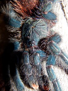 Animal hairy wildlife