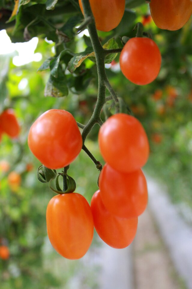 Food fresh