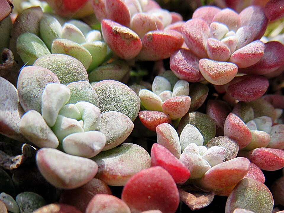 Sedum grey pink
