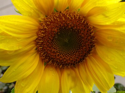 Summer brown sunflower photo
