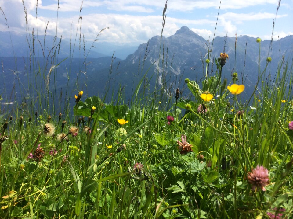 Klee red clover alpine