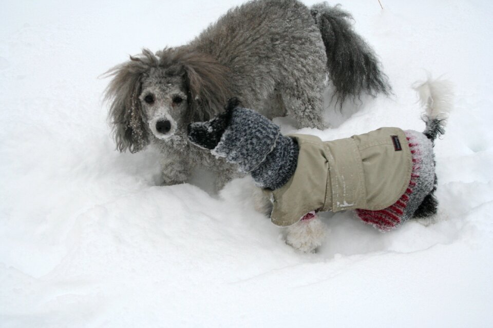 Snow the poodle cold