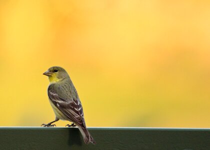 Wildlife animal small