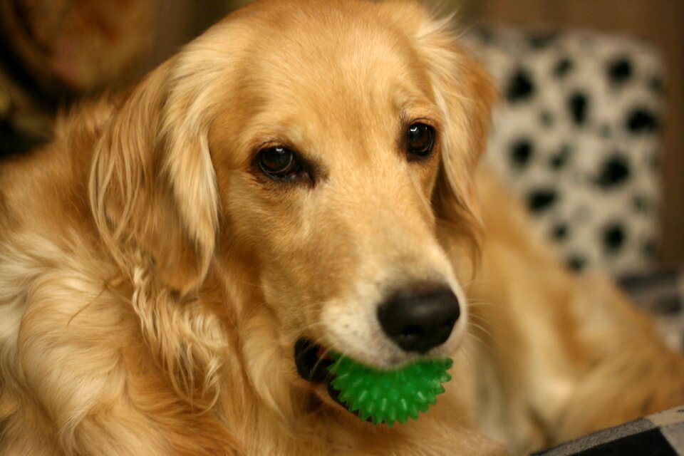 Gold liè dogs pet dogs