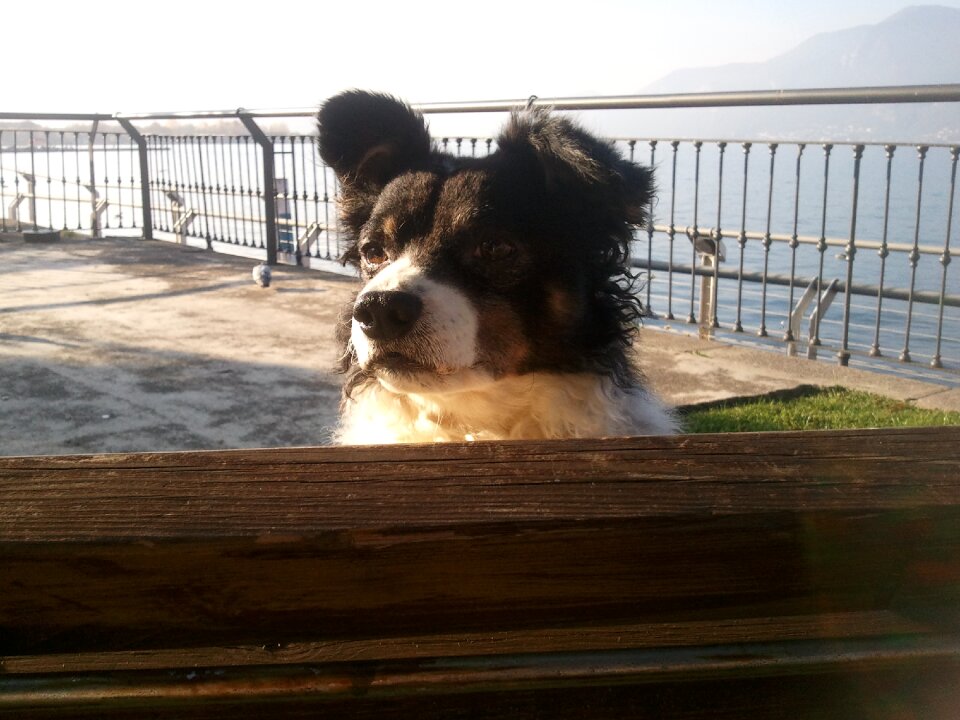 Dog model border collie crossroads