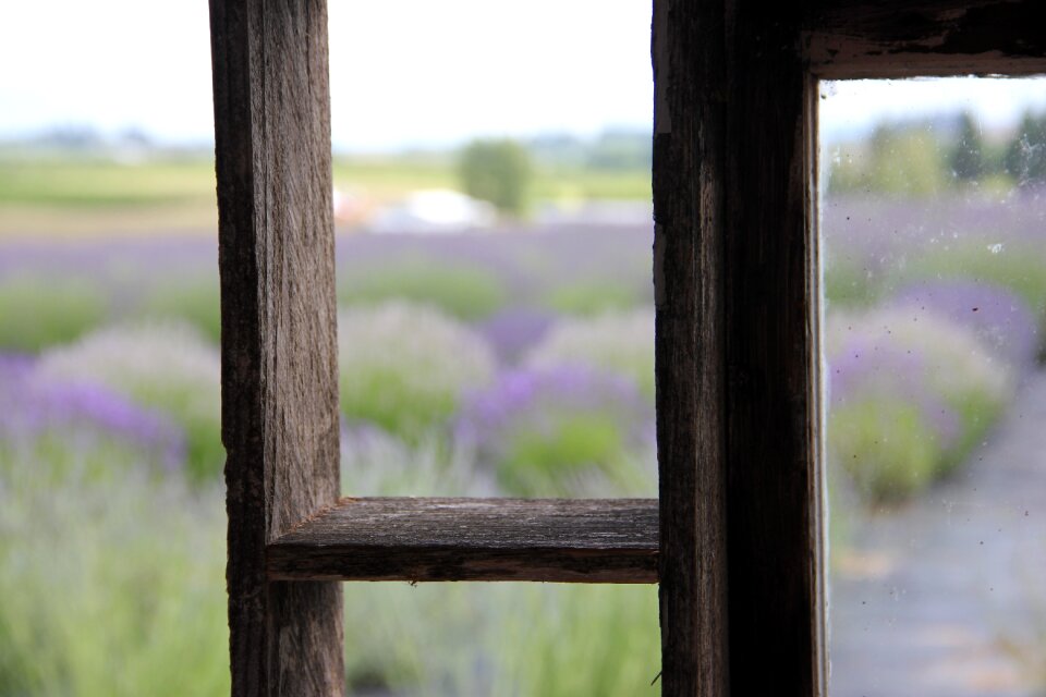 Landscape purple gray