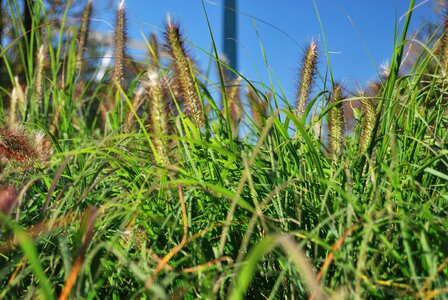 Plant summer park