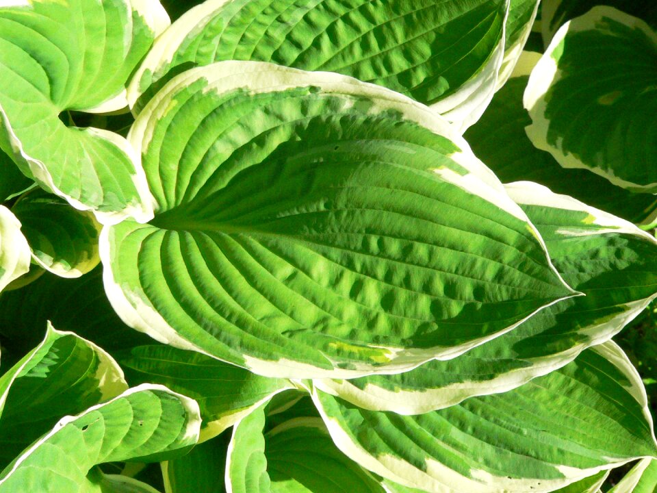 Green green leaf plant