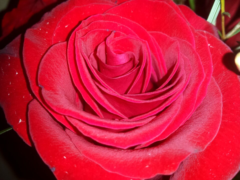 Flower red romantic