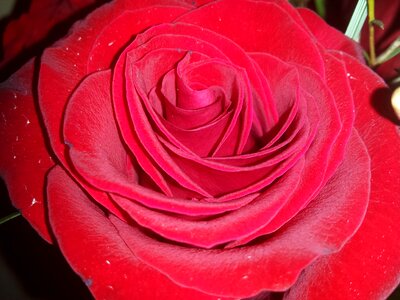 Flower red romantic photo