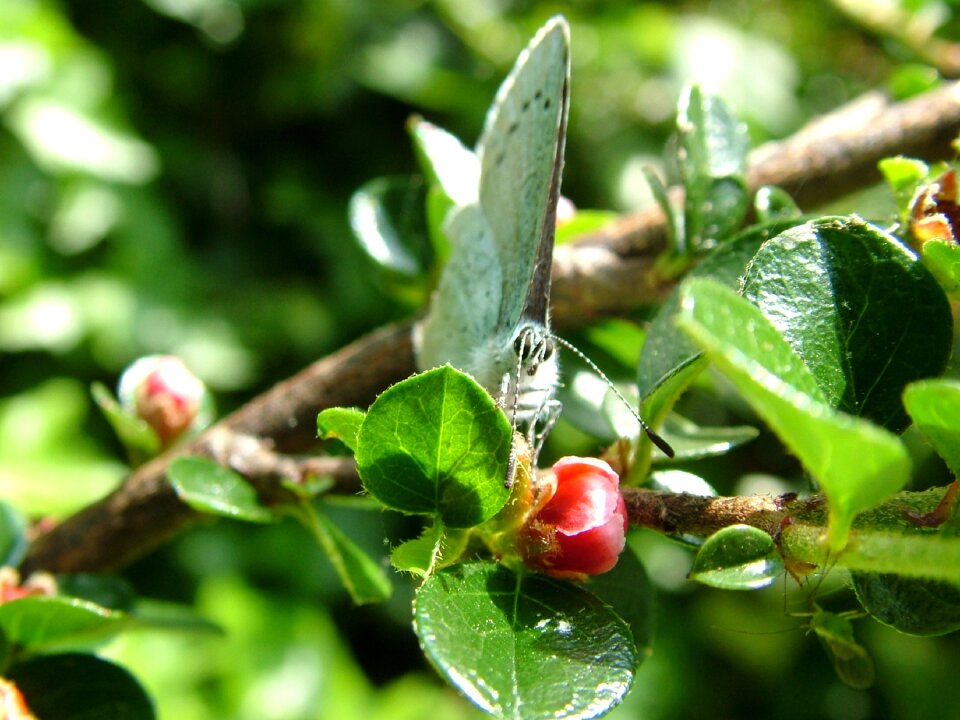 Spring wildlife natural
