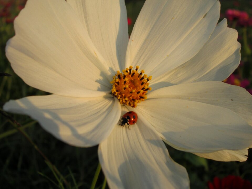 Flower flowers quentin chong