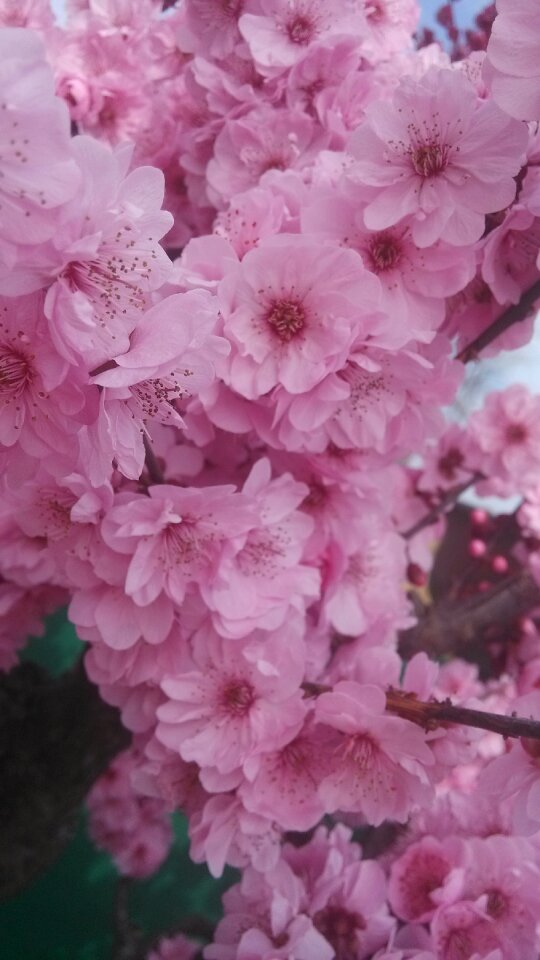 Pink flower spring