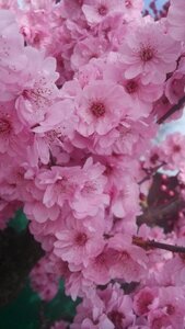 Pink flower spring