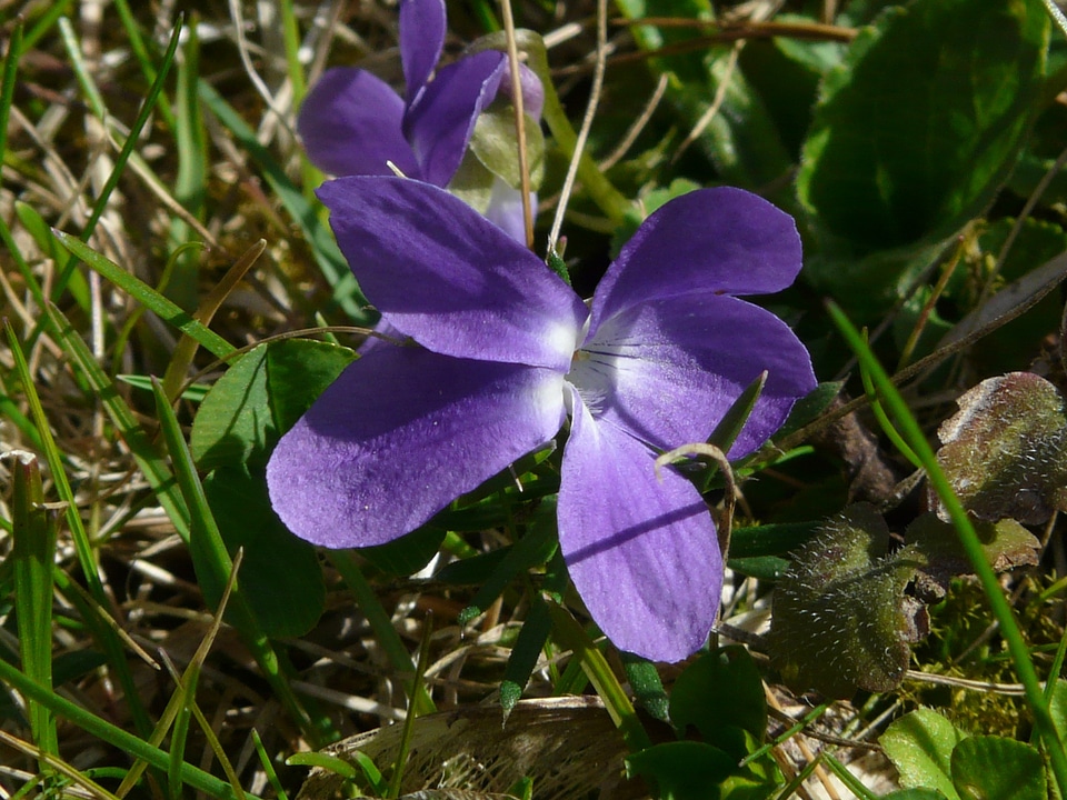 Blue wild flower bloom