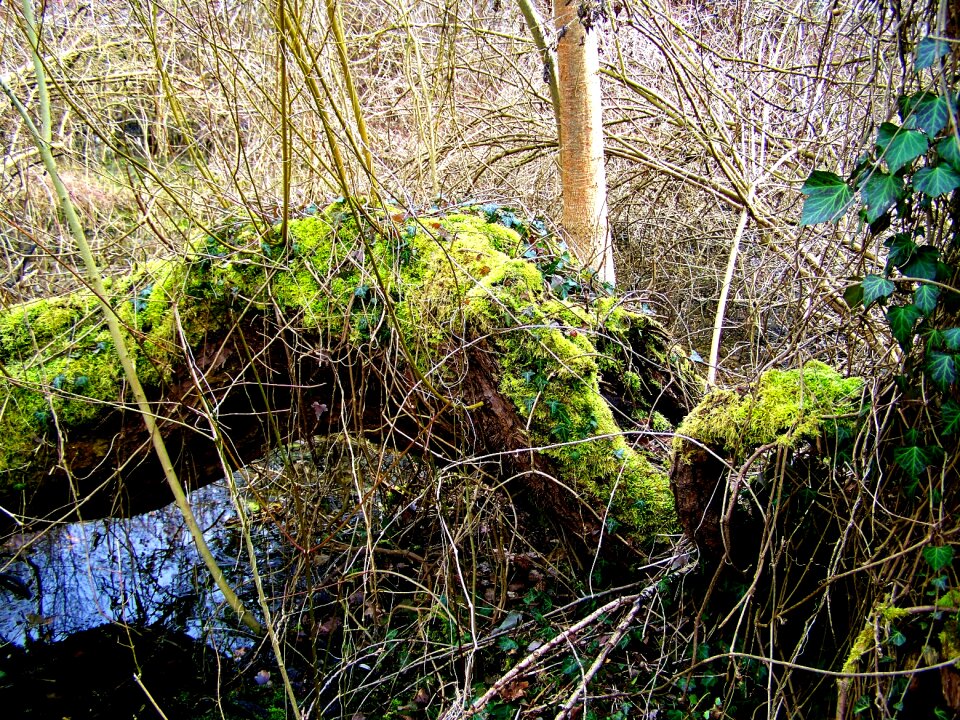 Wild nature moss water