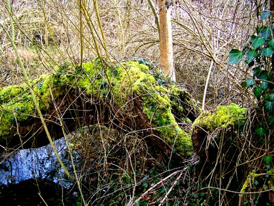 Wild nature moss water