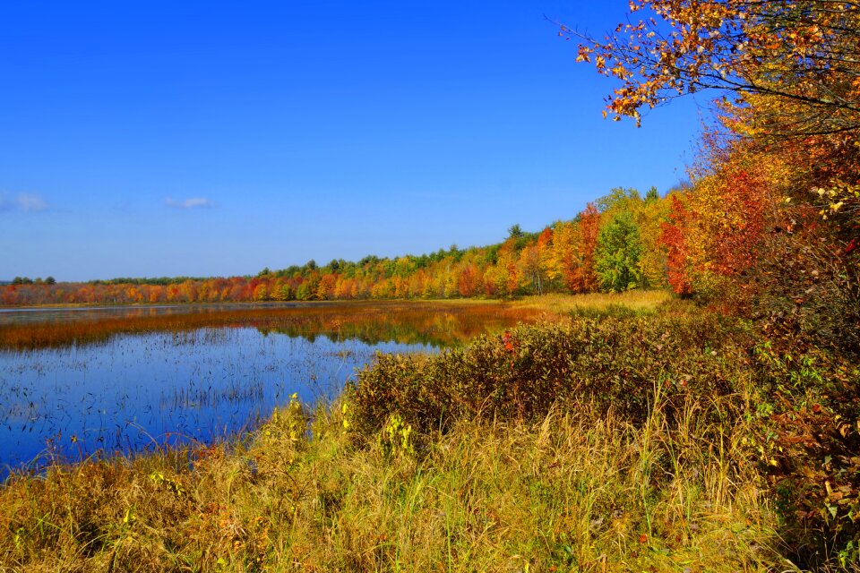 Leaves fall photo