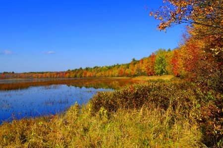 Leaves fall