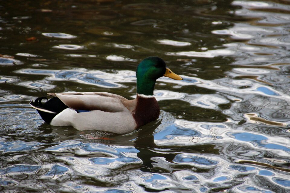 Water bird water bird