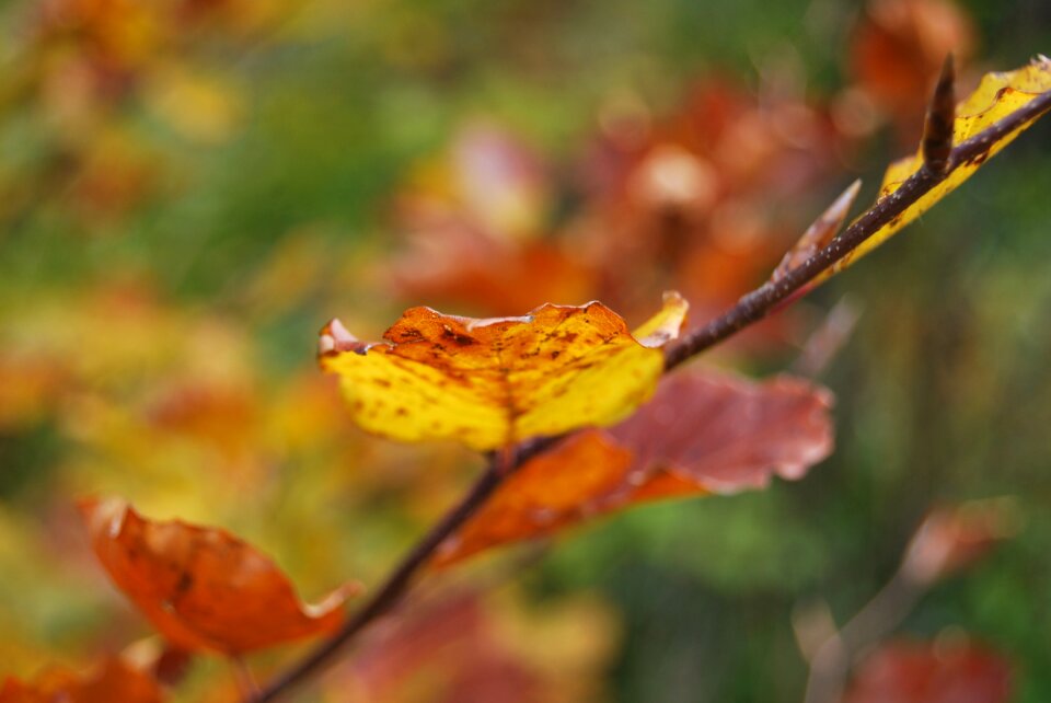 Orange yellow autumn