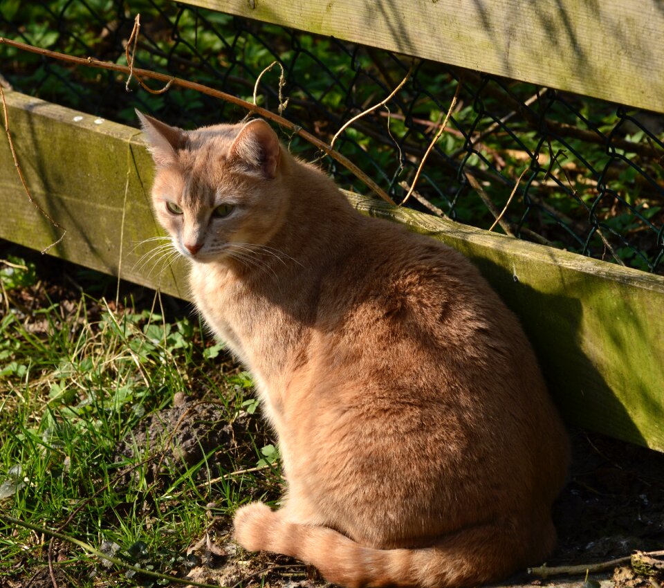 Portrait pet graceful