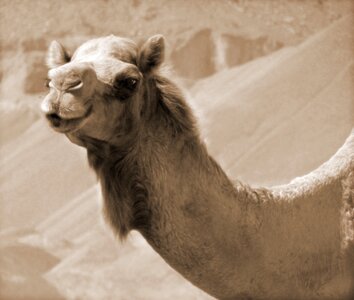 Dune hot exotic