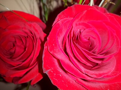 Love flower romantic