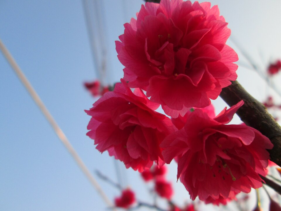 Cherry blossoms eight yīng spring