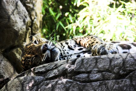 Jungle leopard africa