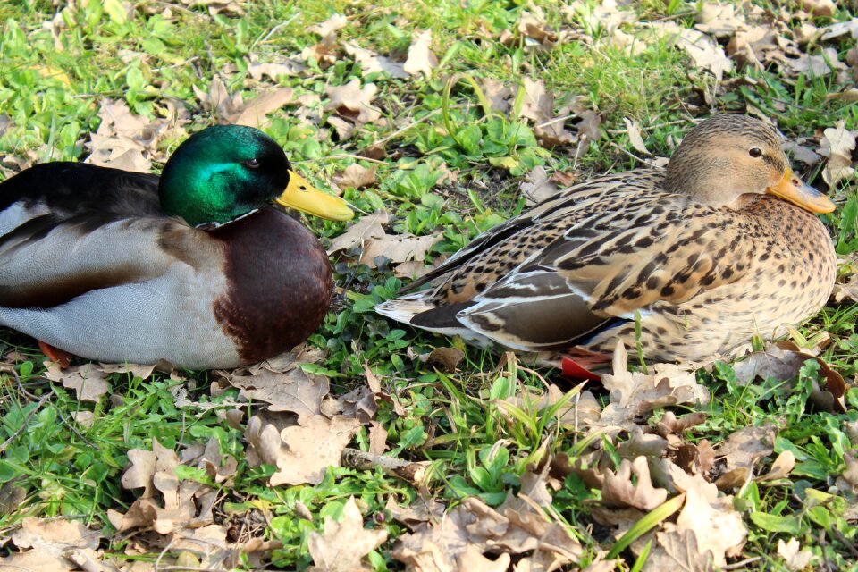 Water bird nature poultry