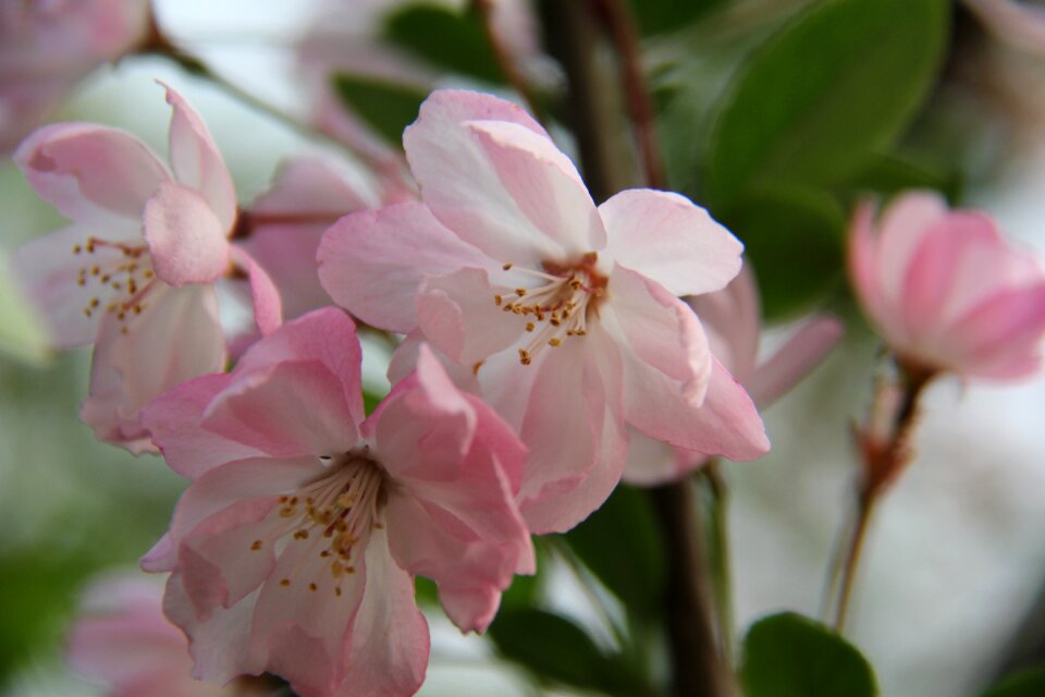Small fresh flowers spring