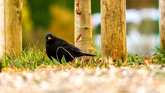Bird feather nature